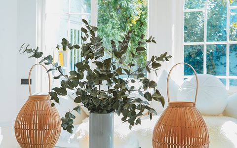 Use plants to soften an interior